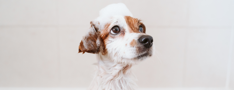 Champô para animais de estimação