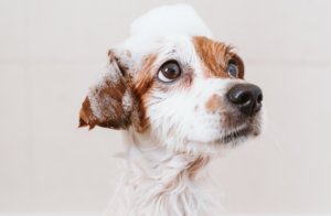 Champô para animais de estimação