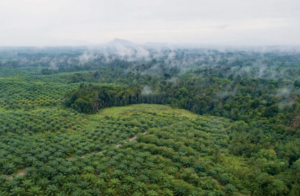 Roundtable on Sustainable Palm Oil